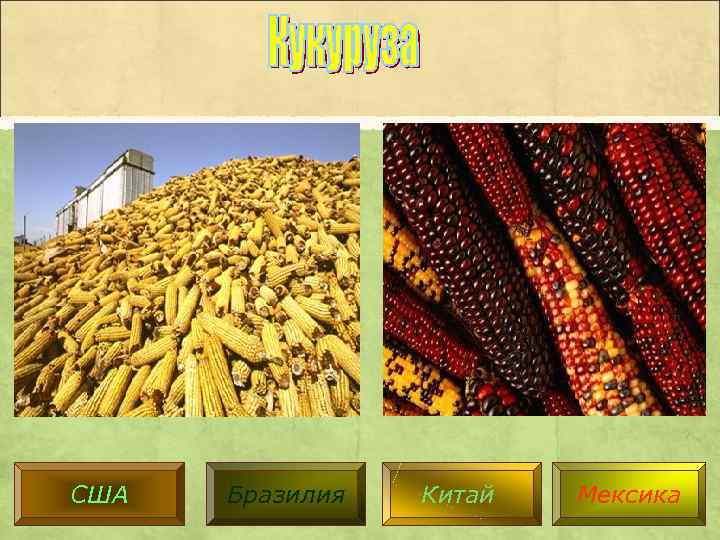 США Бразилия Китай Мексика 