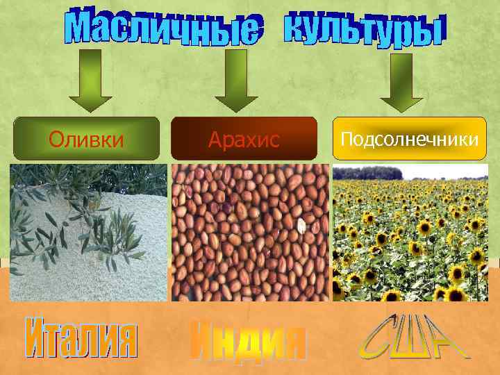 Оливки Арахис Подсолнечники 