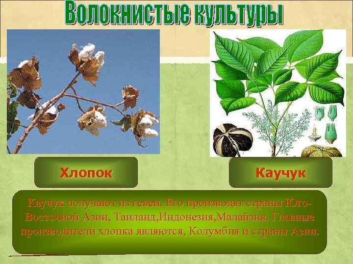 Хлопок Каучук получают из гевеи. Его производят страны Юго. Восточной Азии, Таиланд, Индонезия, Малайзия.