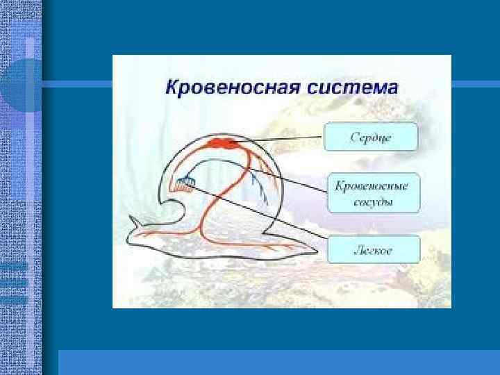 Проект эволюция кровеносной системы