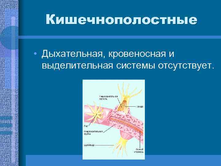 Кишечнополостные • Дыхательная, кровеносная и выделительная системы отсутствует. 