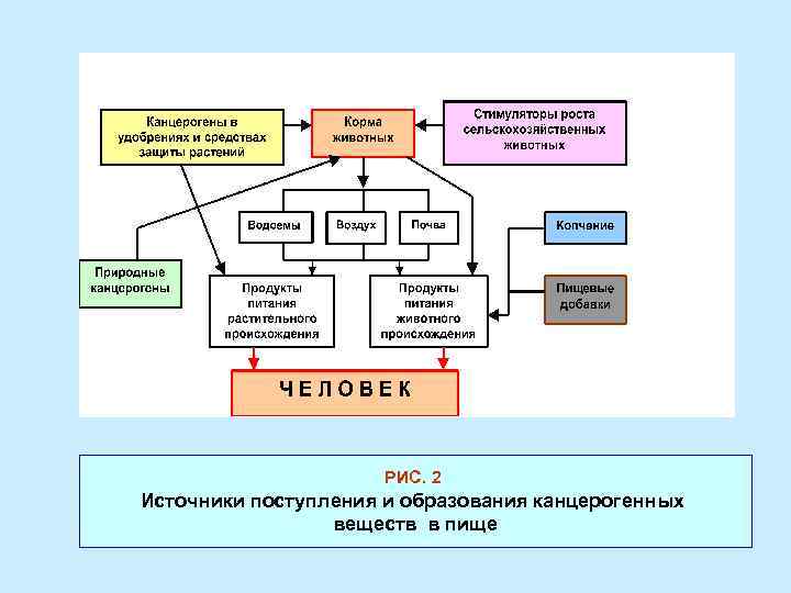 РИС. 2 Источники поступления и образования канцерогенных веществ в пище 