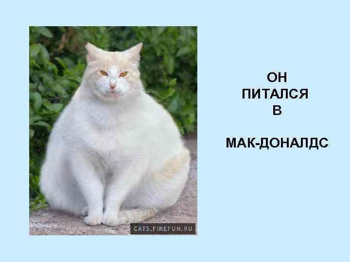 ОН ПИТАЛСЯ В МАК-ДОНАЛДС 