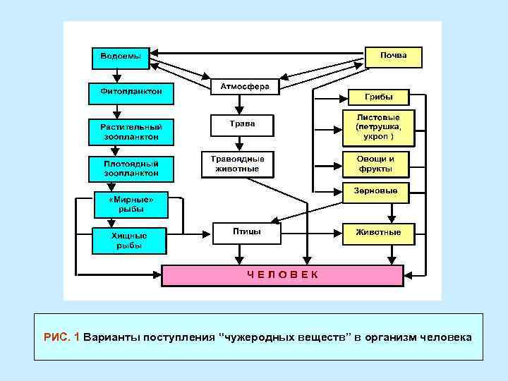 Экологические проблемы питания презентация