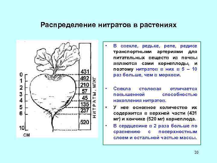 Схема защиты столовой свеклы