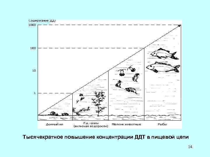 Тысячекратное повышение концентрации ДДТ в пищевой цепи 14 