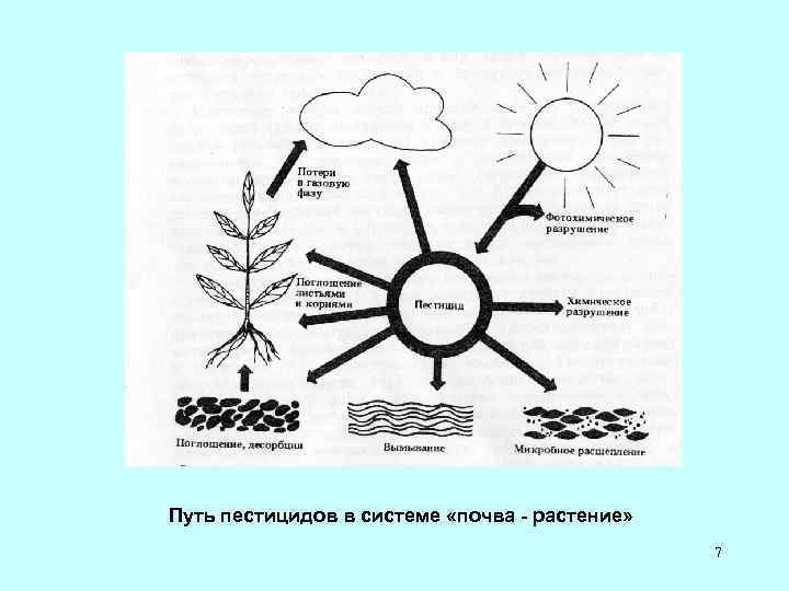 Путь пестицидов в системе «почва - растение» 7 