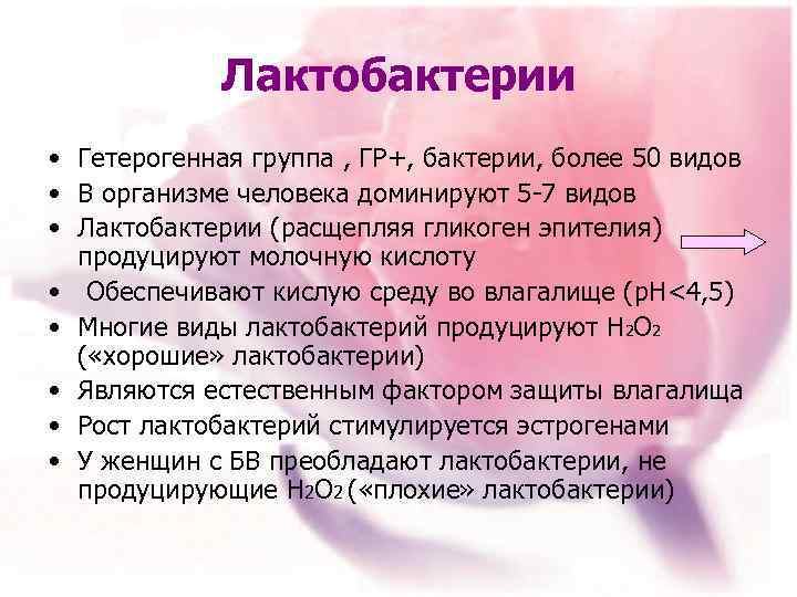 Лактобактерии • Гетерогенная группа , ГР+, бактерии, более 50 видов • В организме человека