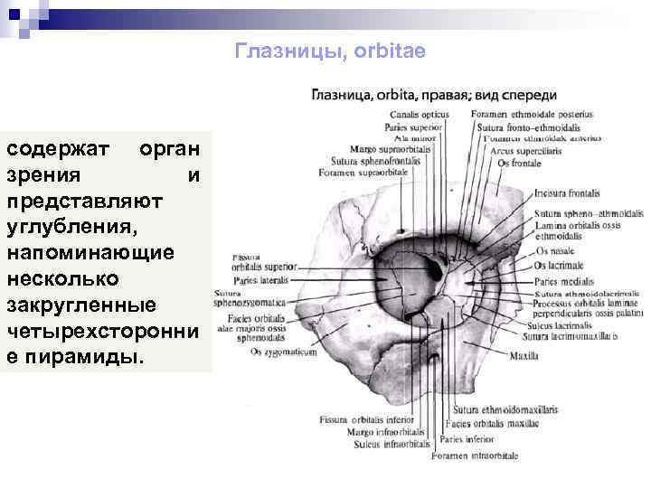 Глазницы, orbitae содержат орган зрения и представляют углубления, напоминающие несколько закругленные четырехсторонни е пирамиды.