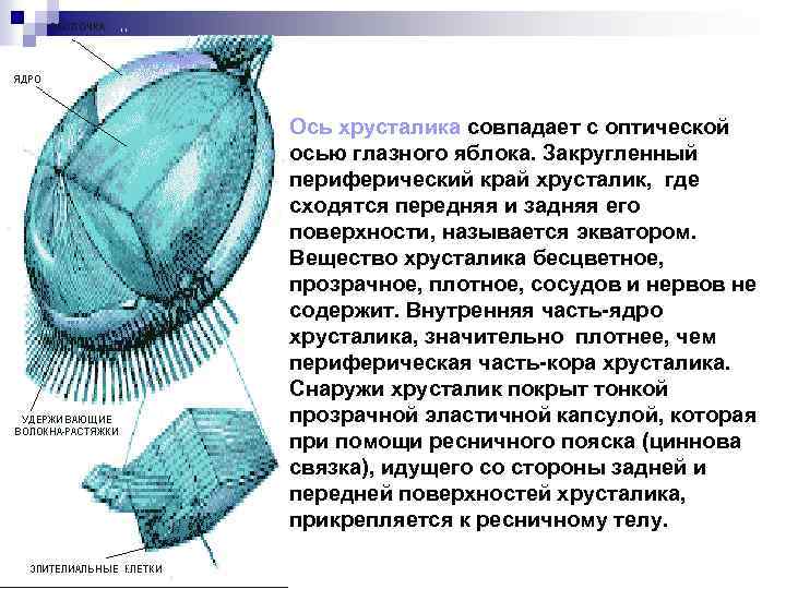 Ось хрусталика совпадает с оптической осью глазного яблока. Закругленный периферический край хрусталик, где сходятся