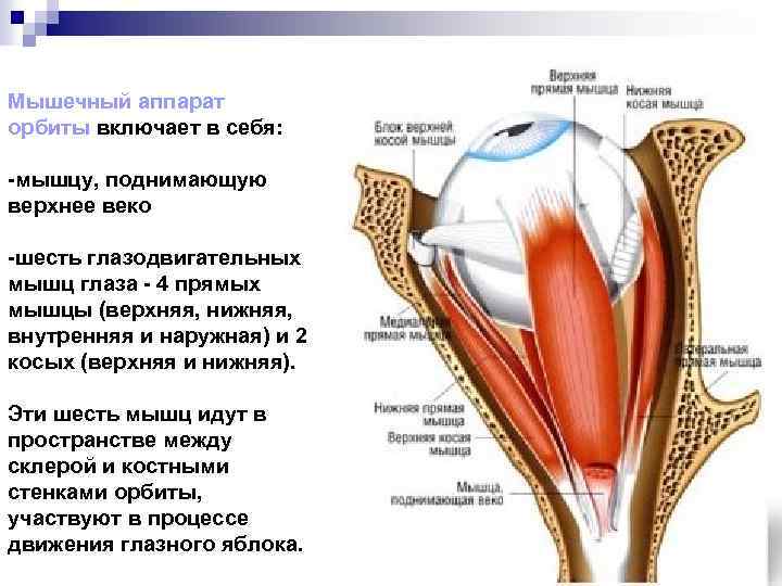 Мышечный аппарат орбиты включает в себя: -мышцу, поднимающую верхнее веко -шесть глазодвигательных мышц глаза