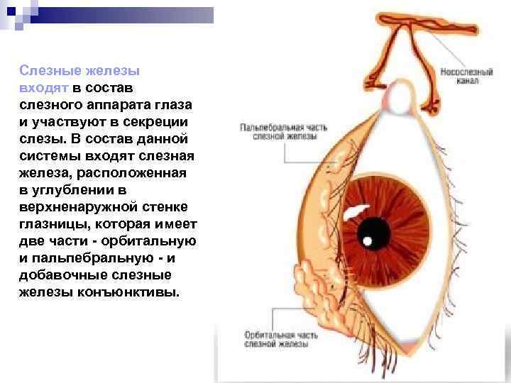 Слезные железы входят в состав слезного аппарата глаза и участвуют в секреции слезы. В