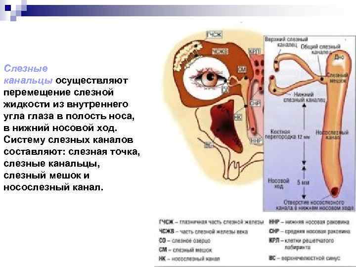 Слезные канальцы осуществляют перемещение слезной жидкости из внутреннего угла глаза в полость носа, в