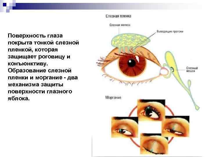 Поверхность глаза покрыта тонкой слезной пленкой, которая защищает роговицу и конъюнктиву. Образование слезной пленки