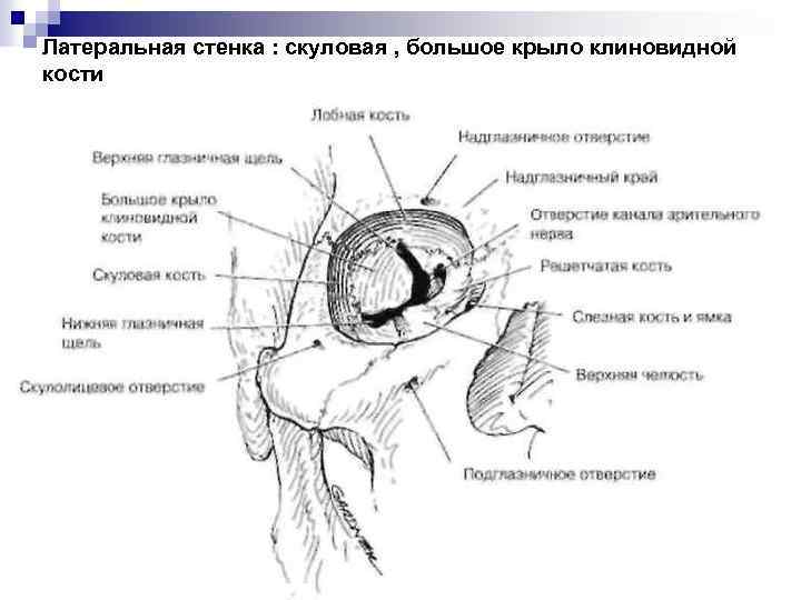 Латеральная стенка : скуловая , большое крыло клиновидной кости 