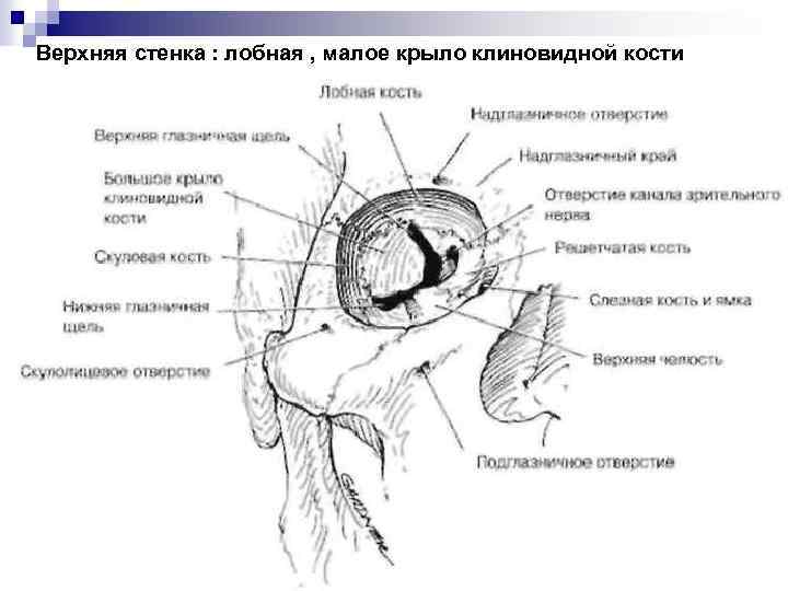 Верхняя стенка : лобная , малое крыло клиновидной кости 
