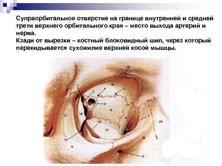 С чем граничит внутренняя стенка орбиты