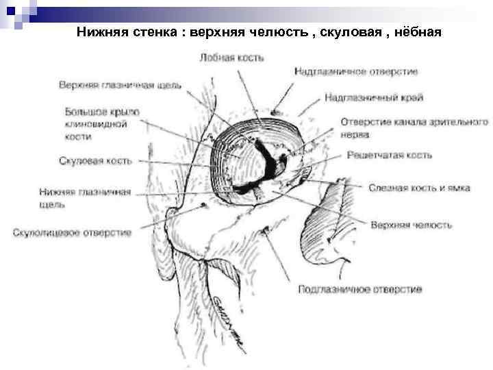 Нижняя стенка : верхняя челюсть , скуловая , нёбная 