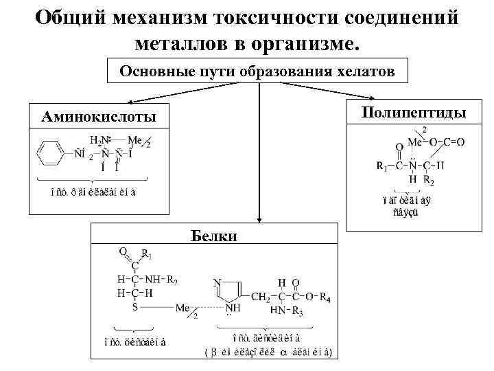 Общий механизм токсичности соединений металлов в организме. Основные пути образования хелатов Полипептиды Аминокислоты Белки