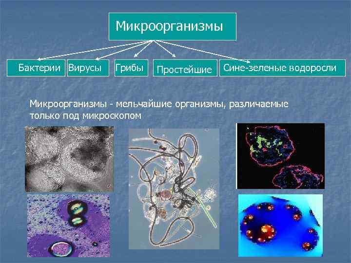 Микроорганизмы Бактерии Вирусы Грибы Простейшие Сине-зеленые водоросли Микроорганизмы - мельчайшие организмы, различаемые только под