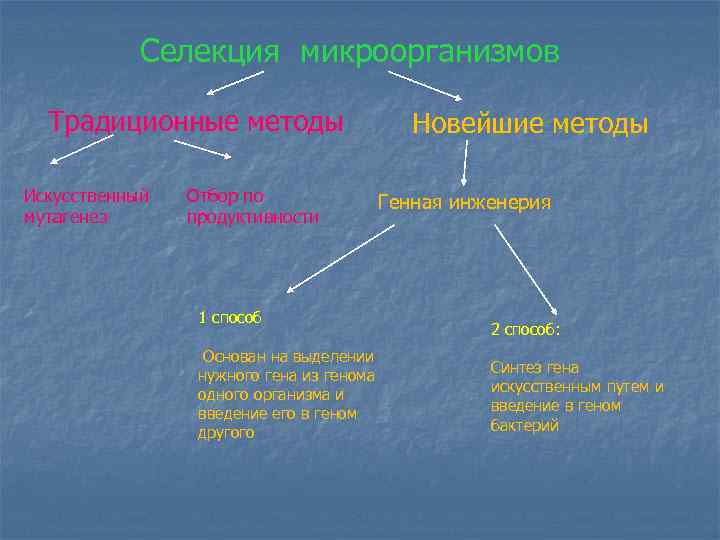 Селекция микроорганизмов Традиционные методы Искусственный мутагенез Отбор по продуктивности 1 способ Основан на выделении