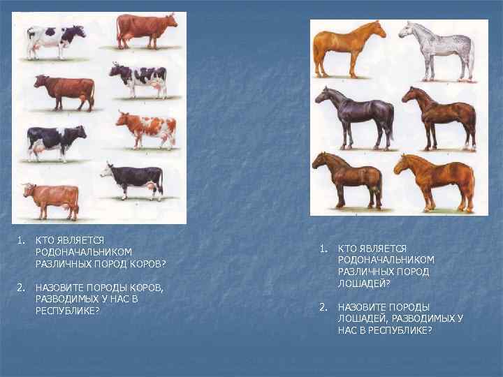 1. КТО ЯВЛЯЕТСЯ РОДОНАЧАЛЬНИКОМ РАЗЛИЧНЫХ ПОРОД КОРОВ? 2. НАЗОВИТЕ ПОРОДЫ КОРОВ, РАЗВОДИМЫХ У НАС
