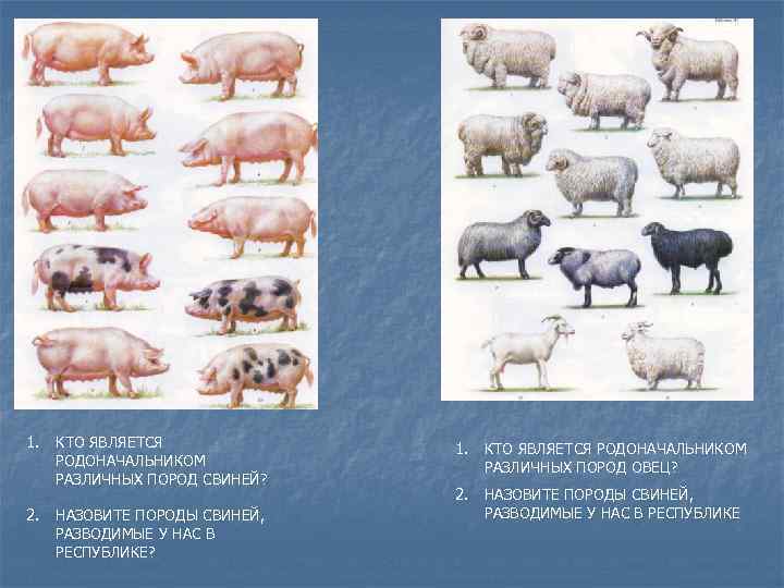 1. 2. КТО ЯВЛЯЕТСЯ РОДОНАЧАЛЬНИКОМ РАЗЛИЧНЫХ ПОРОД СВИНЕЙ? НАЗОВИТЕ ПОРОДЫ СВИНЕЙ, РАЗВОДИМЫЕ У НАС