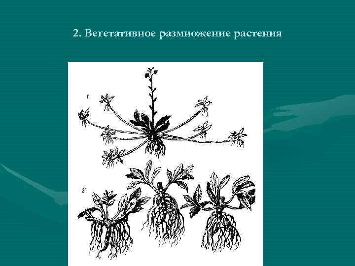 Вегетативное размножение рисунок