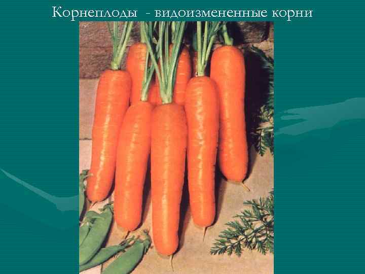 Корнеплоды - видоизмененные корни 