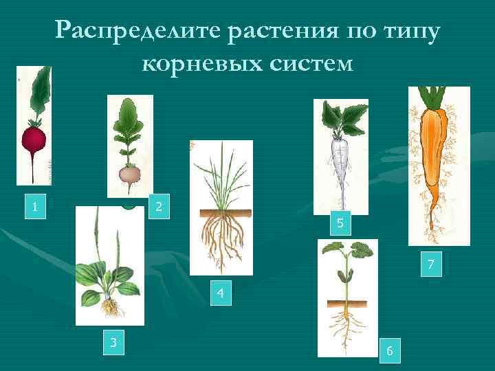 Виды и типы корневых систем 6 класс. Типы корневых систем у растений примеры. Распредели растения по типу корневых систем. Распределите по типу корневых систем. Стержневая корневая система классы растений.