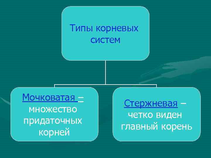 Типы корневых систем Мочковатая – множество придаточных корней Стержневая – четко виден главный корень