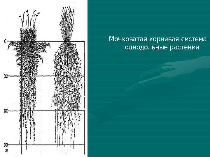 Мочковатая корневая система – однодольные растения 