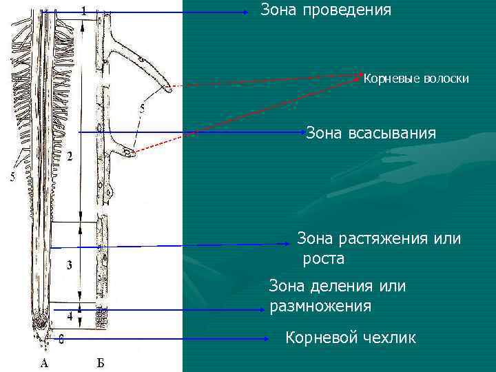 Зона проведения Корневые волоски Зона всасывания Зона растяжения или роста Зона деления или размножения