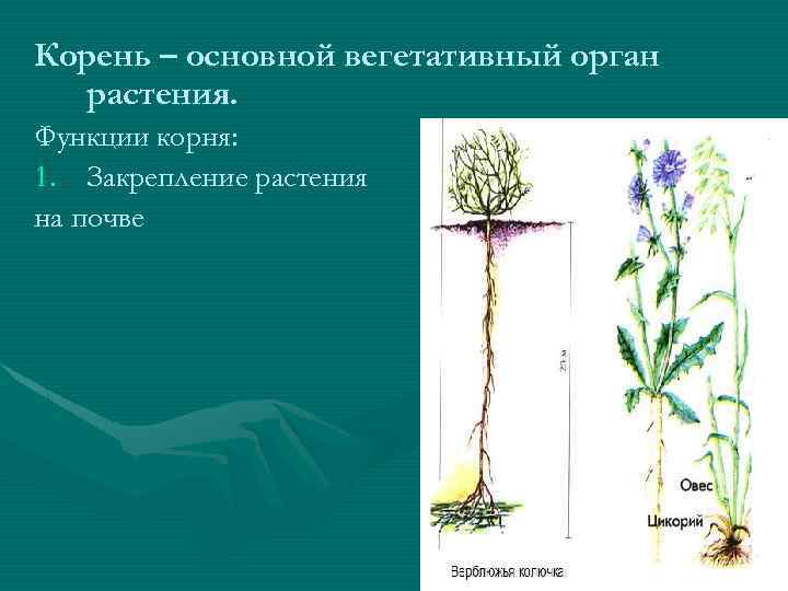 Письменно отметьте особенности внешнего строения корня