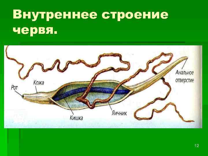 Внутреннее строение червя. 12 