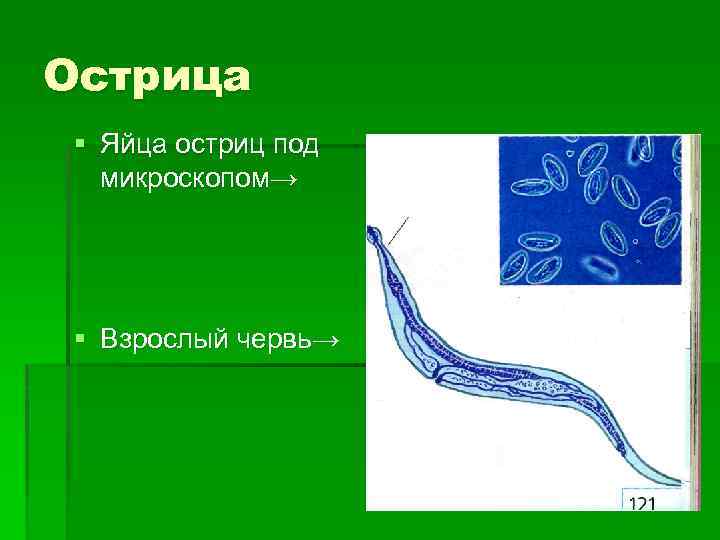 Острица § Яйца остриц под микроскопом→ § Взрослый червь→ 17 