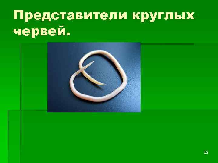 Представители круглых червей. 22 