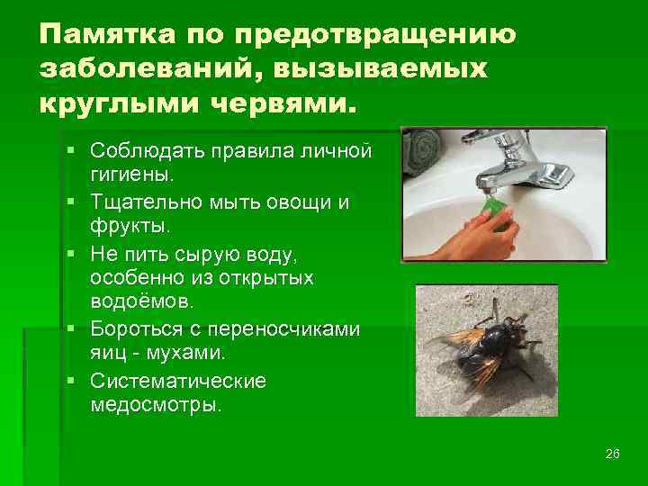 Памятка по предотвращению заболеваний, вызываемых круглыми червями. § Соблюдать правила личной гигиены. § Тщательно