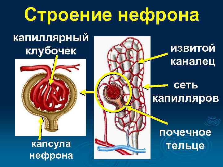 Строение нефрона капиллярный клубочек извитой каналец сеть капилляров капсула нефрона почечное тельце 