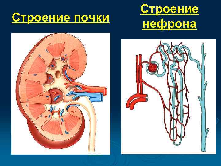 Строение почки Строение нефрона 