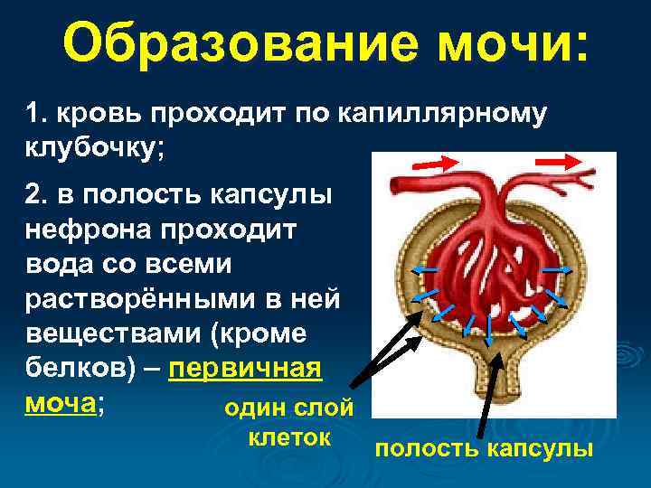 Образование мочи: 1. кровь проходит по капиллярному клубочку; 2. в полость капсулы нефрона проходит