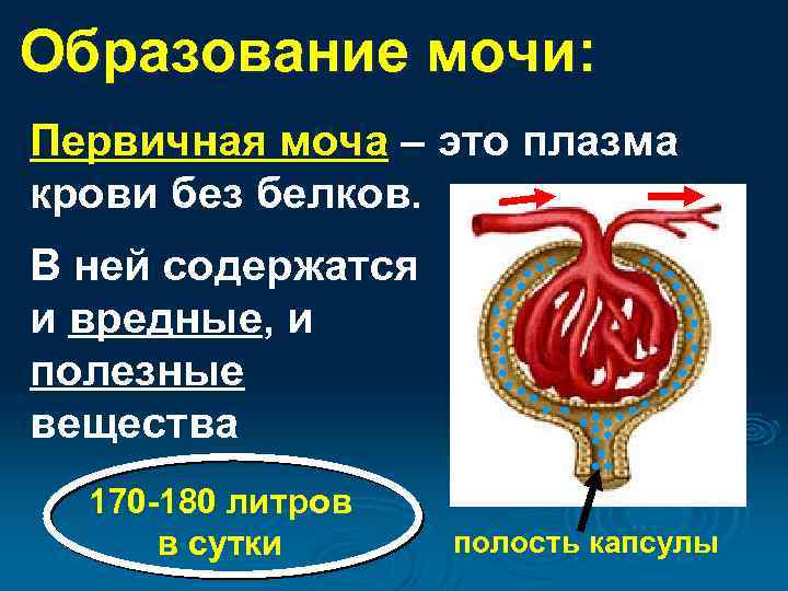 Образование мочи: Первичная моча – это плазма крови без белков. В ней содержатся и