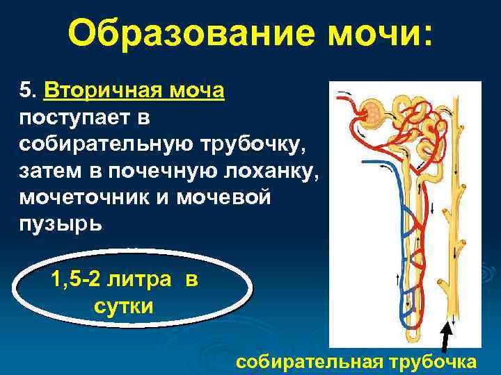 Образование мочи: 5. Вторичная моча поступает в собирательную трубочку, затем в почечную лоханку, мочеточник