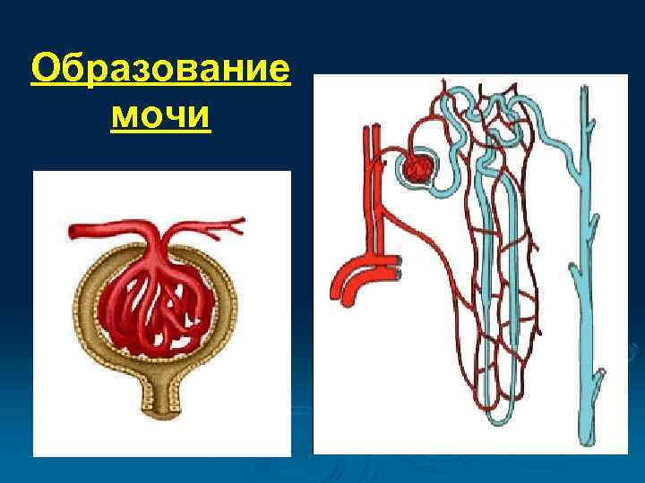 Образование мочи 