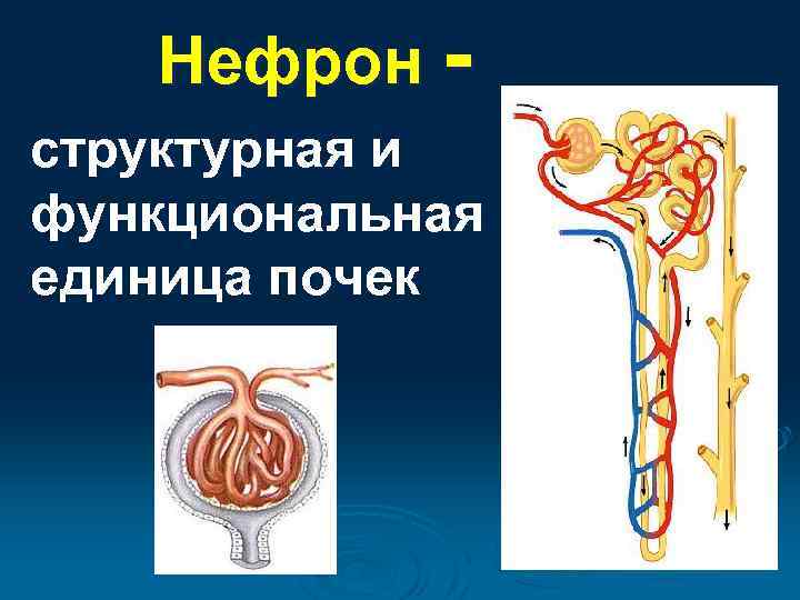 Нефрон структурная и функциональная единица почек 