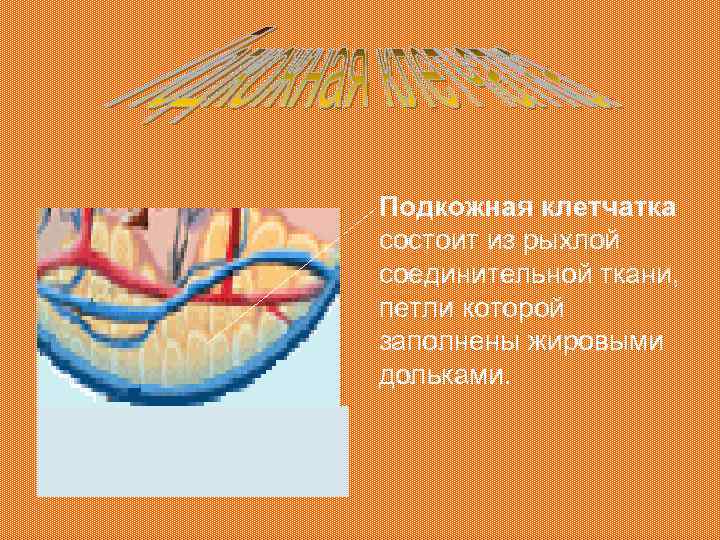Подкожная клетчатка состоит из рыхлой соединительной ткани, петли которой заполнены жировыми дольками. 