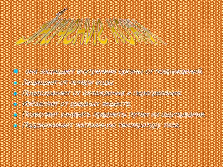 n она защищает внутренние органы от повреждений. n n n Защищает от потери воды.