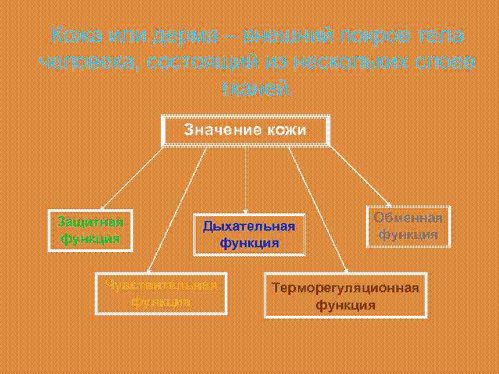 Кожа или дерма – внешний покров тела человека, состоящий из нескольких слоев тканей. Значение