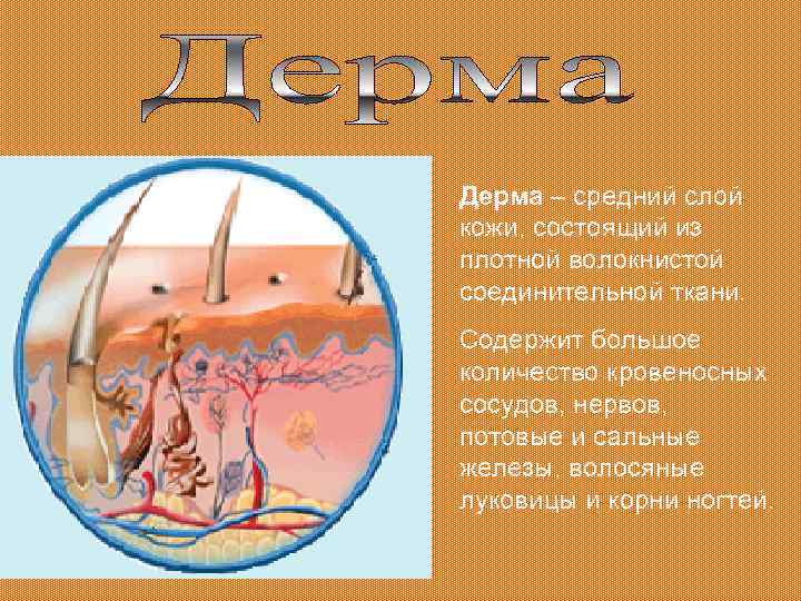 Дерма – средний слой кожи, состоящий из плотной волокнистой соединительной ткани. Содержит большое количество
