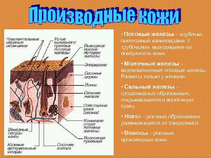 • Потовые железы – клубочки, оплетенные капиллярами, с трубочками, выходящими на поверхность кожи.
